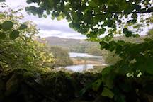 eva through the trees -- test