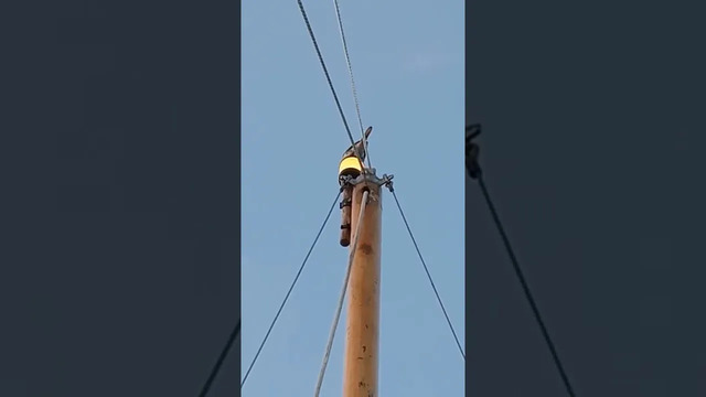 Wagtail calling corncrake