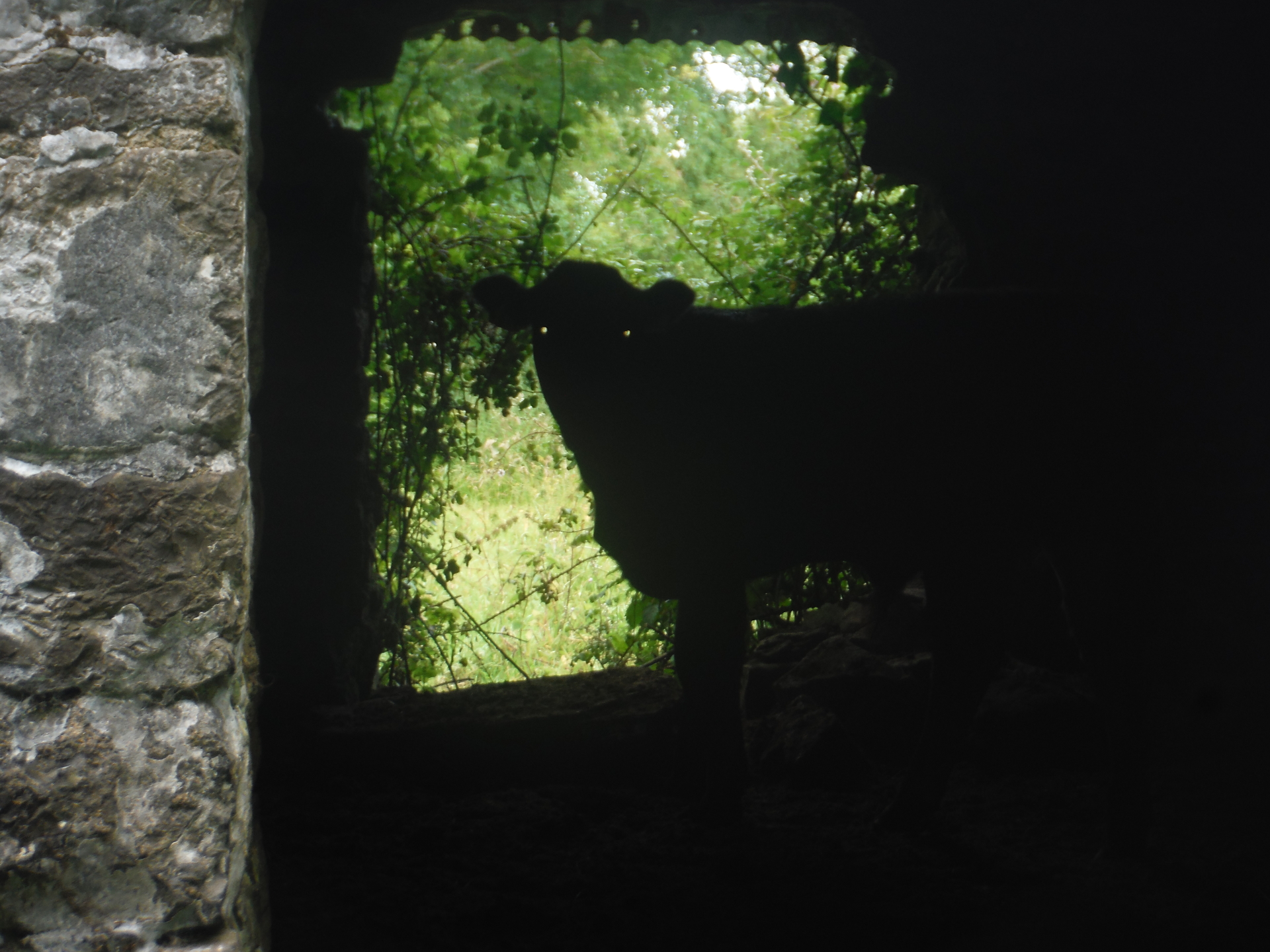 Coney Island resident