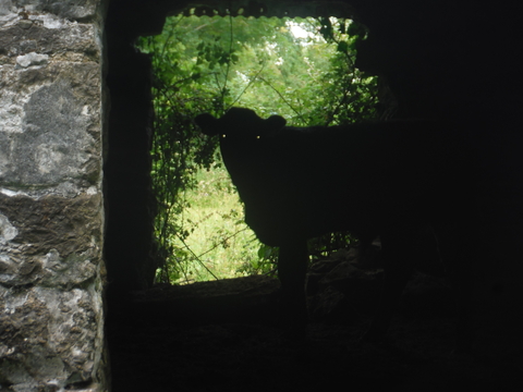 Coney Island resident