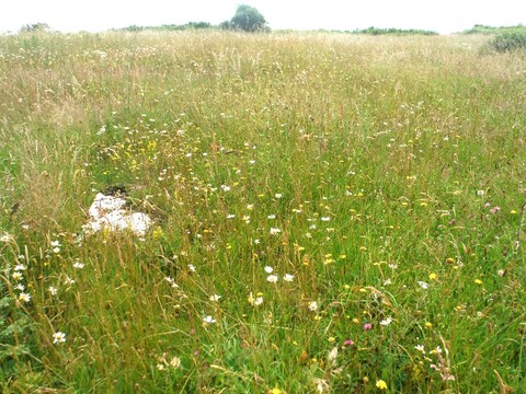 Inisloe meadow